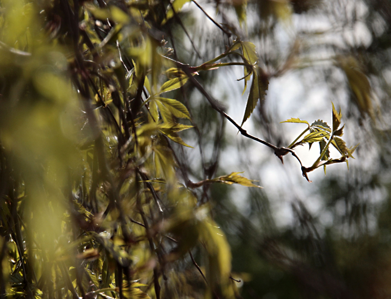 Leaves of poetry.