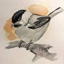 Chickadee