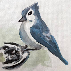 Tufted Titmouse