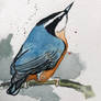 Nuthatch