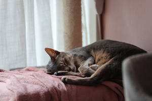 Sleepy Saturday