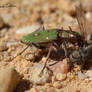 Cicindela campestris vs mosca 2.