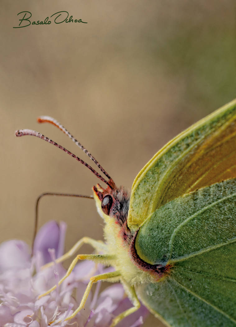 Gonepteryx cleopatra palmae. by basaloochoa