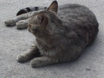 A Gray cat