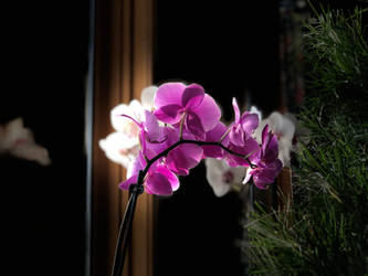 Christmas Orchids