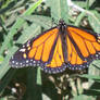 Monarch Butterfly