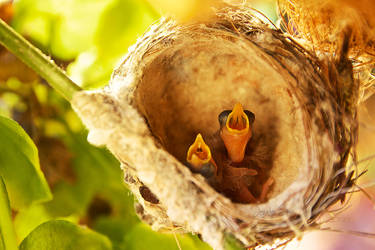 Hungry Hatchlings