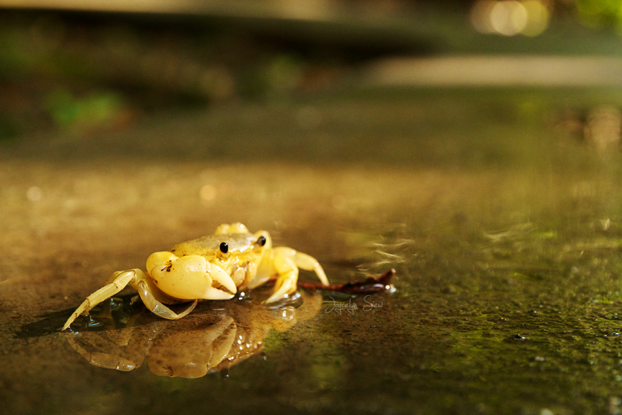 Reflections of a Crab