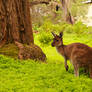 Western Grey Kangaroo