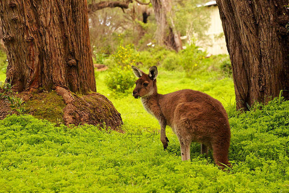 Western Grey Kangaroo