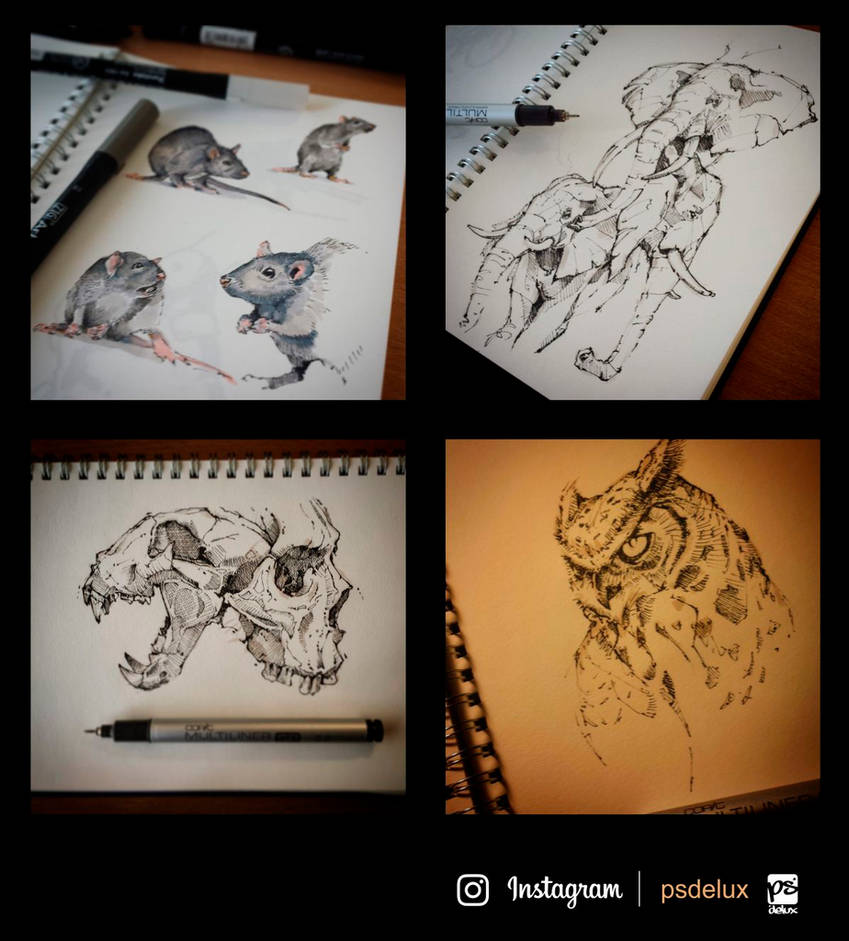 New Animal Sketch Drawings Instagram for Adult