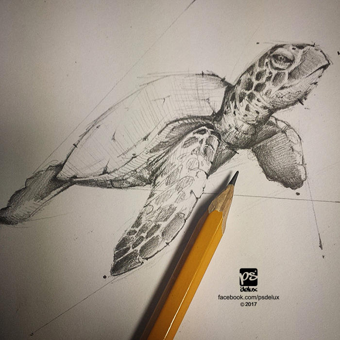 Turtle Scatch 20170130 Turtle Sketch Psdelux by psdeluxe on DeviantArt