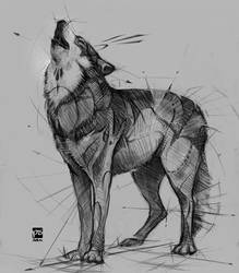 Wolf Sketch Psdelux