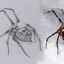 Spider Pencil Colored Psdelux