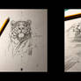Tiger pencil sketch