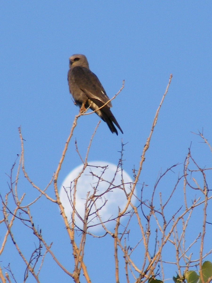 Kite with moon