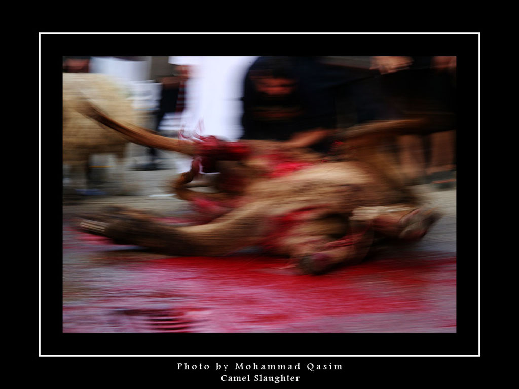 Camel Slaughter