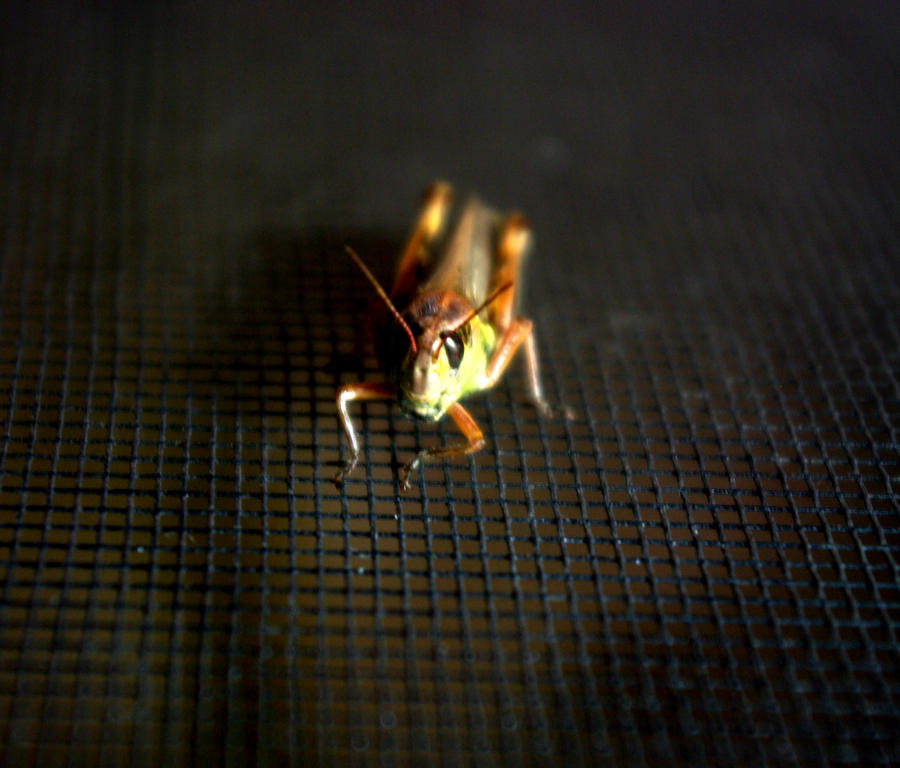 Hello Mr. Grasshopper