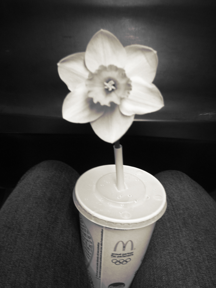 Daffodil in a McDonalds Cup