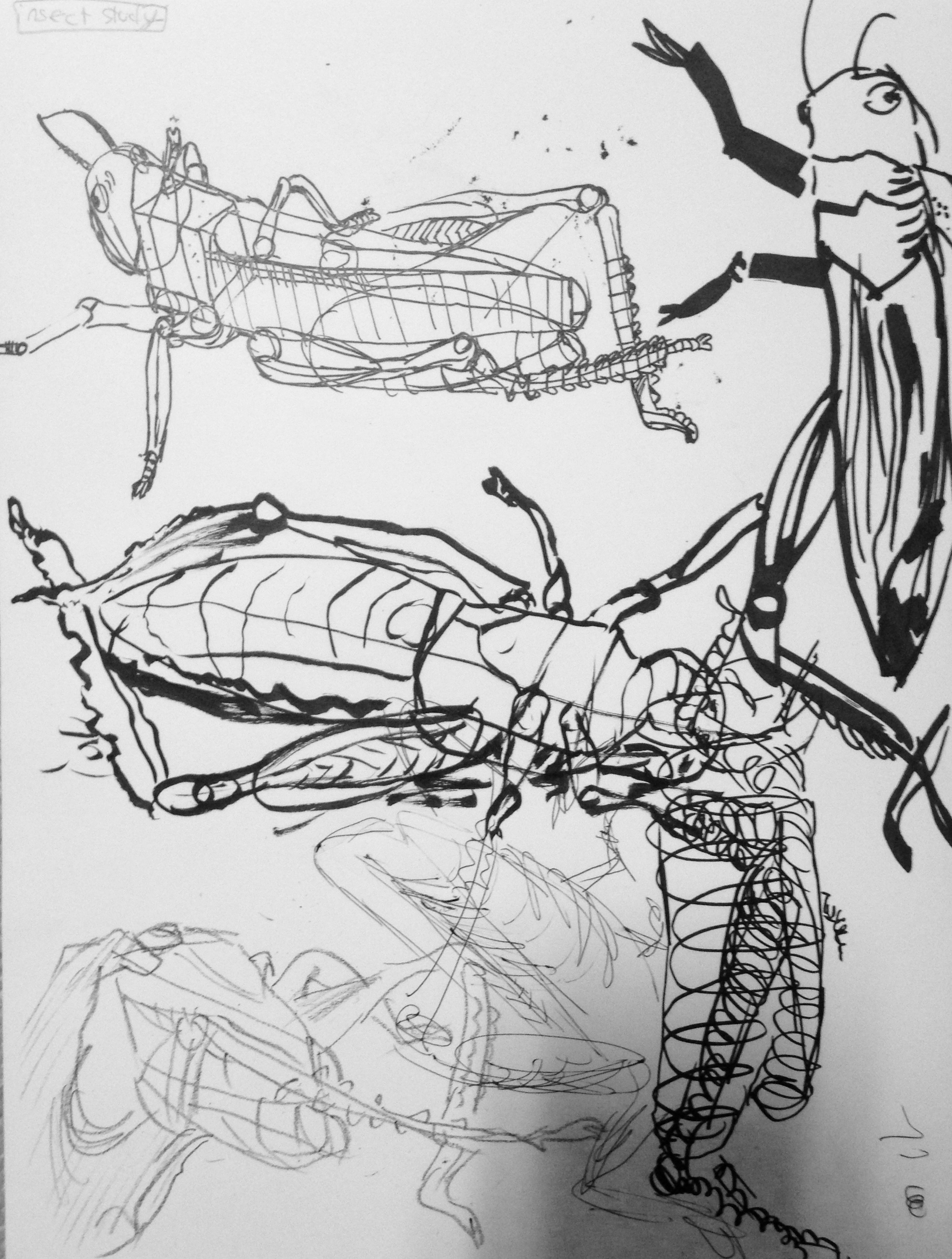 Grasshopper Study