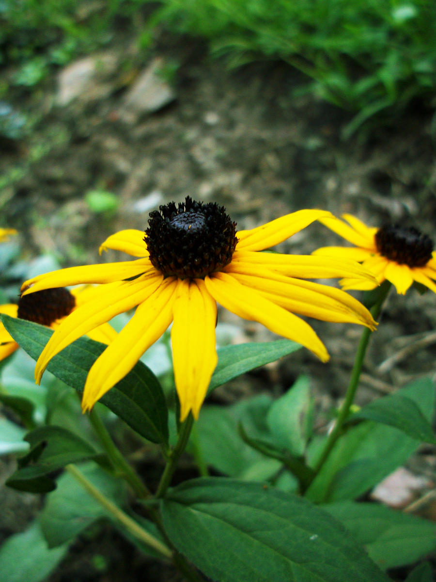 Yellow flower