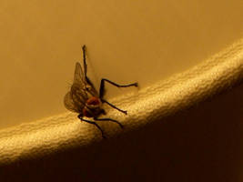 The Fly