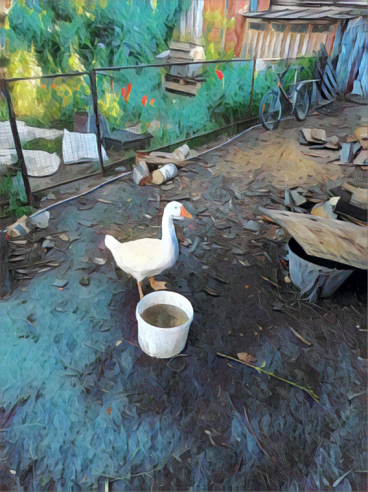 Deviantart Goosed Goose by LeonidKocheshkov on DeviantArt