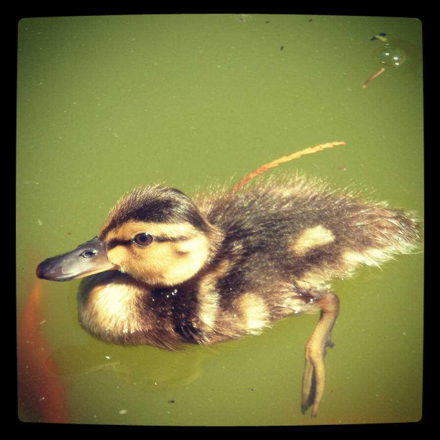 Spanish Duck by mickaelgil on DeviantArt