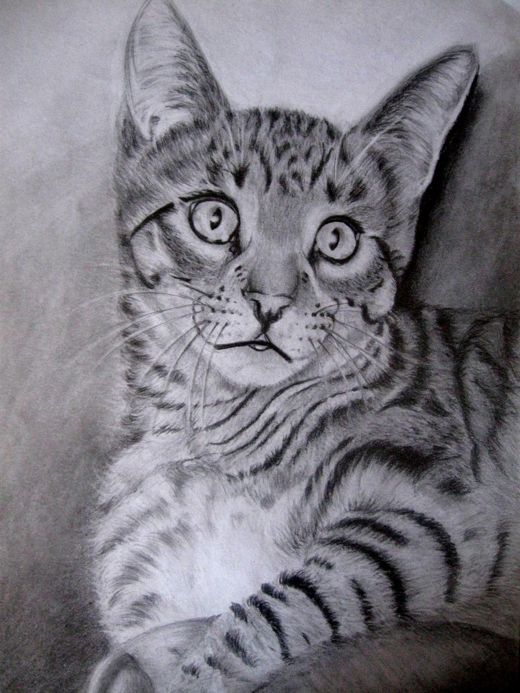 Cat by viki941116
