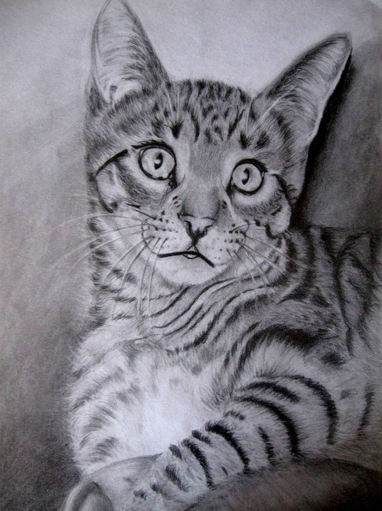 Cat by viki941116