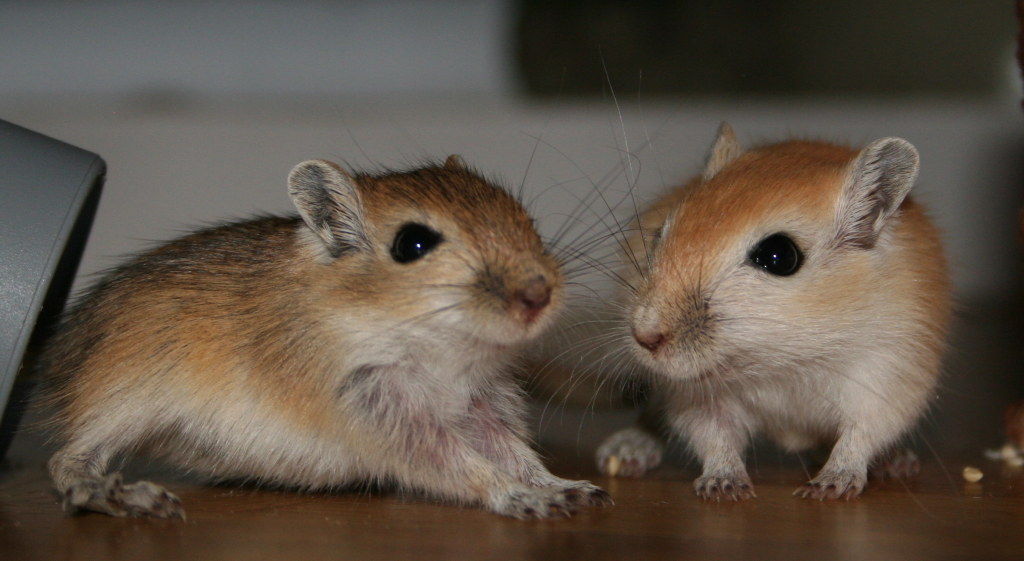 Gerbils 'Brauner' 'Goldener