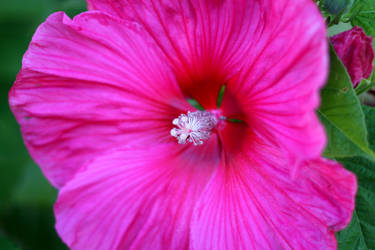 Hibiscus