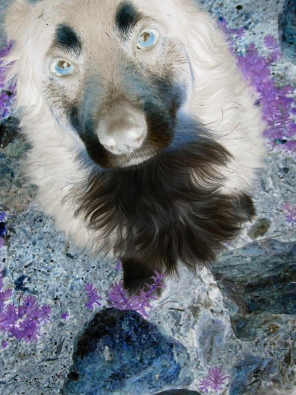 my dog with inverted coloring by Witl-desiree on DeviantArt