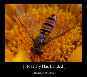 Hover Fly Has Landed