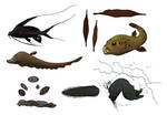 Fish species concept