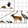 Size Chart-Sicily and Malta