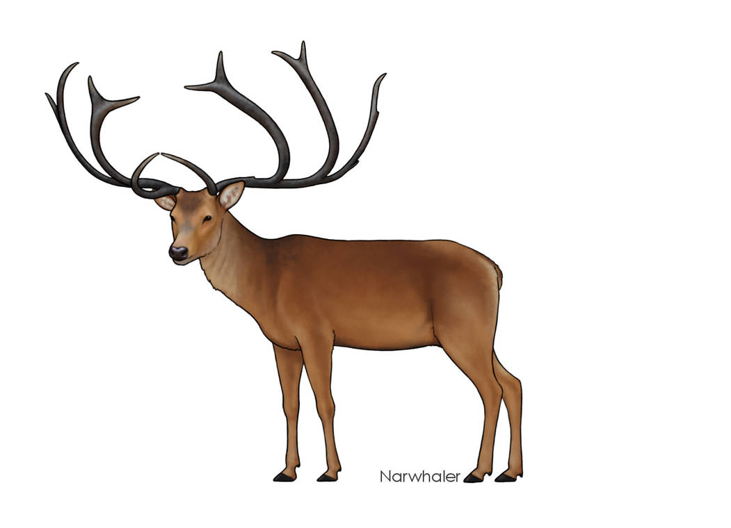 Eucladoceros ctenoides Recon by Sanciusart on DeviantArt