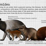 Hyracoidea size chart