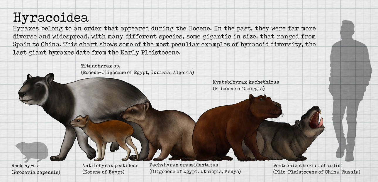 Hyracoidea Size Chart By Sanciusart On DeviantArt hyracoidea-size-chart-by-sanciusart-on-deviantart