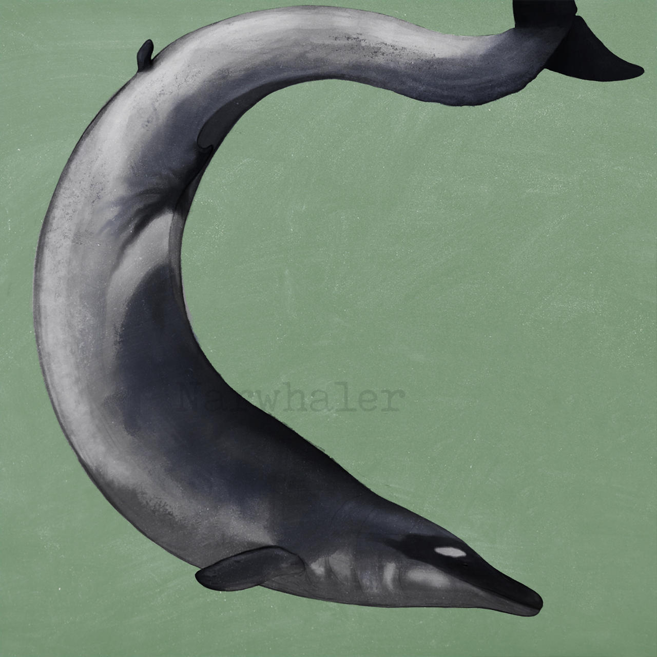 Basilosaurus Deviantart Early Whale Series - Basilosaurus isis by Sanciusart on DeviantArt