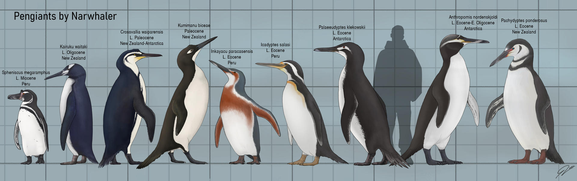Penguin Growth Chart Exponential Growth And Decay Penguin Activity