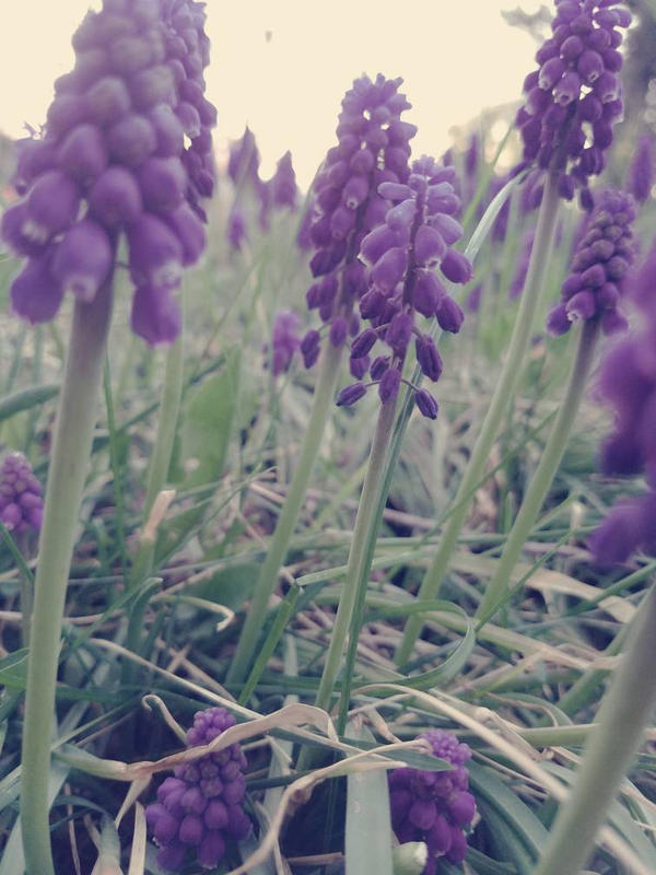 Grape Hydrangeas by TwinkleTrash on DeviantArt