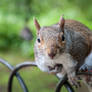 Crazy gray Squirrel