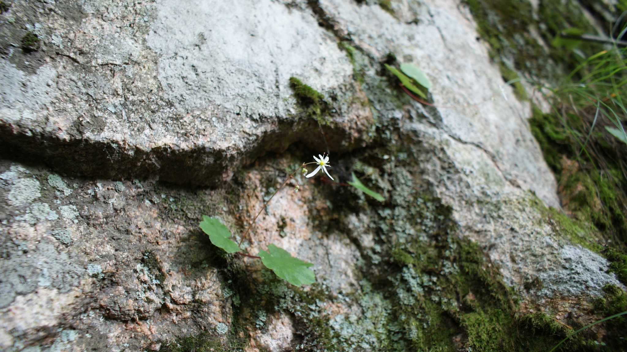 Lone Flower