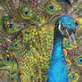 Peacock eyespots come to life