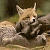 Cutie fox cubs playing with mommy