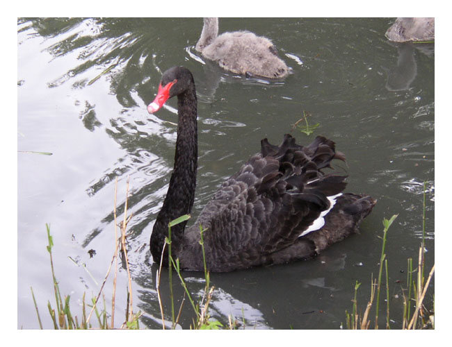 Stock Photography Black Swan