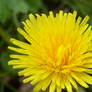 Stock Photography Horse Flower