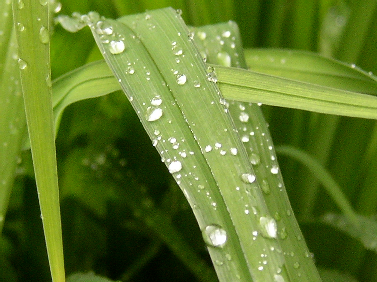 Stock Rained Grass 3