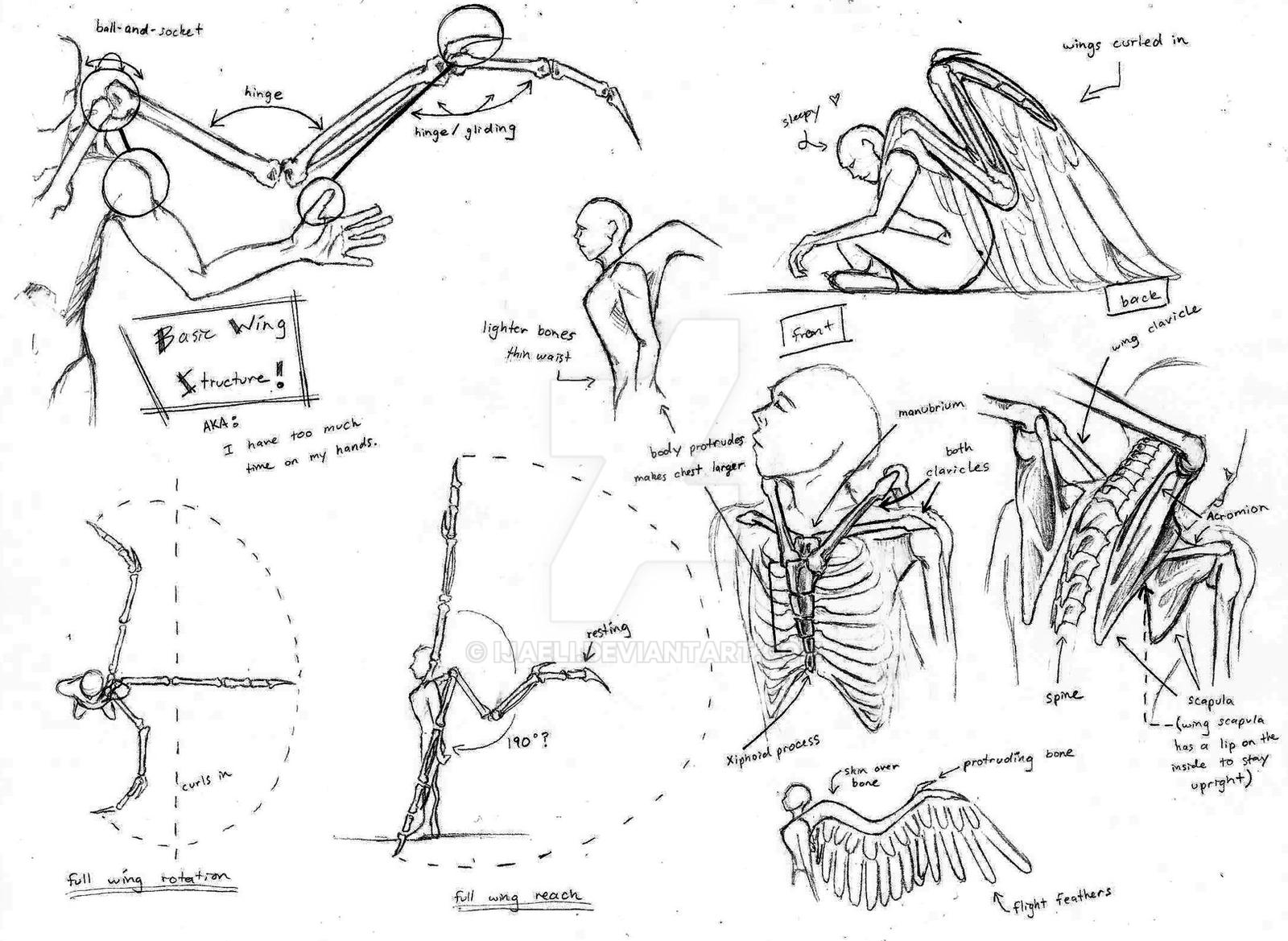 Basic Wing Structure. by iJaeli on DeviantArt